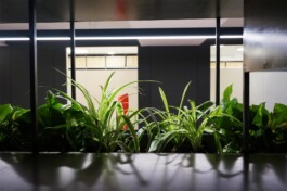 Detalle vegetación Notaría Buendía Alicante. Proyecto de Juan Parra Arquitectura