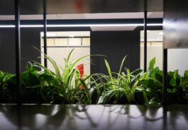 Detalle vegetación Notaría Buendía Alicante. Proyecto de Juan Parra Arquitectura 